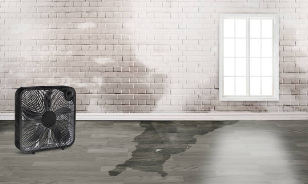 Best Flooded house restoration  in Virginia, IL