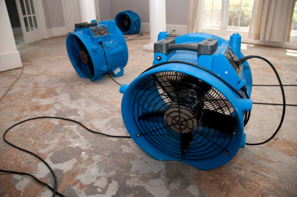 Best Flood restoration services  in Virginia, IL